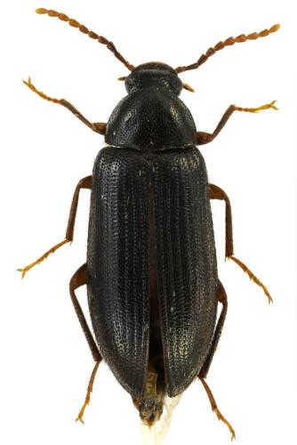 Hymenorus doublieri